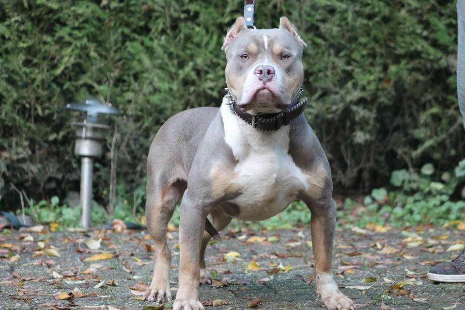 Dog Featured Image