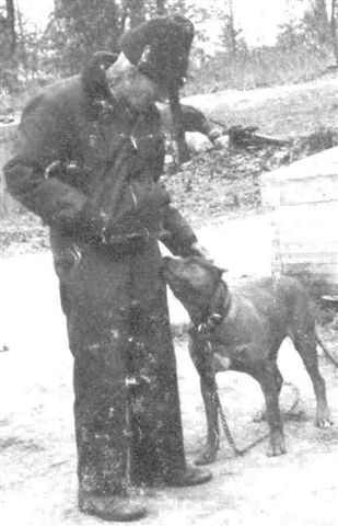 Dog Featured Image