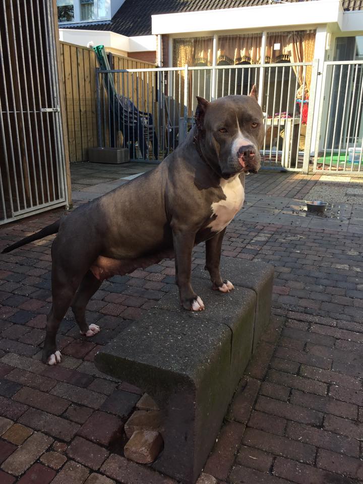 Dog Featured Image