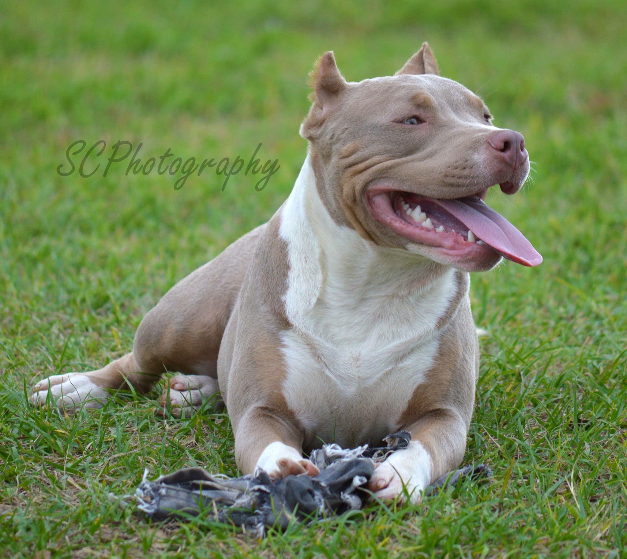 Dog Featured Image