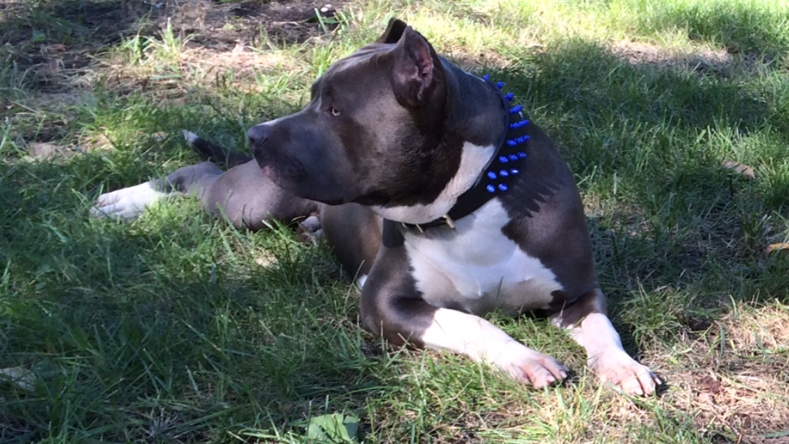 Dog Featured Image