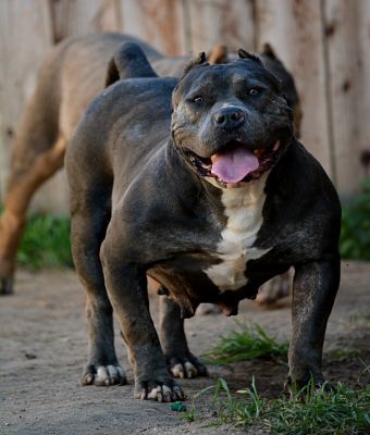 Dog Featured Image