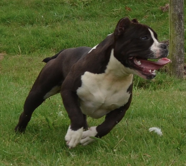Dog Featured Image