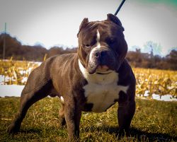 Dog Featured Image