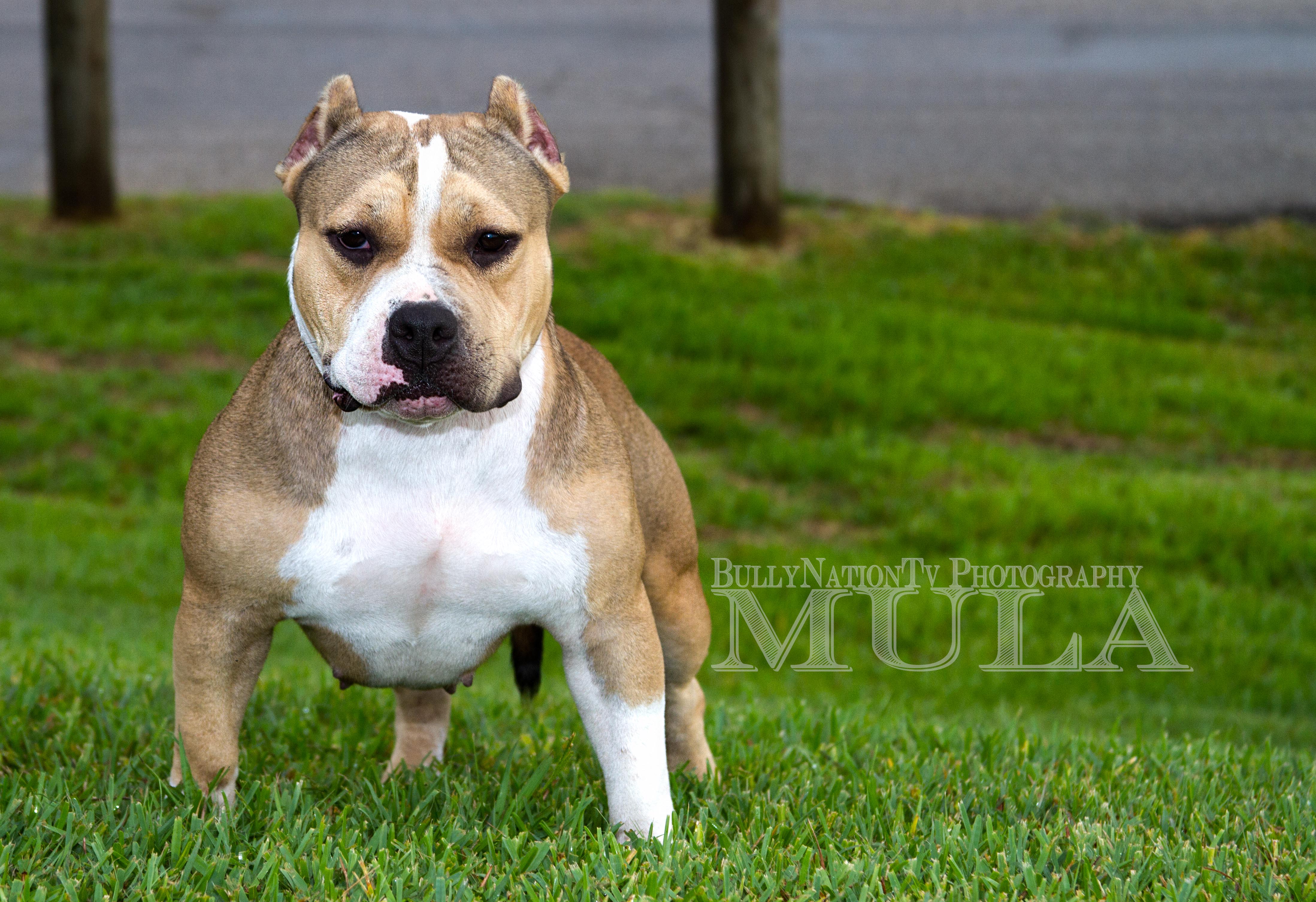 Dog Featured Image