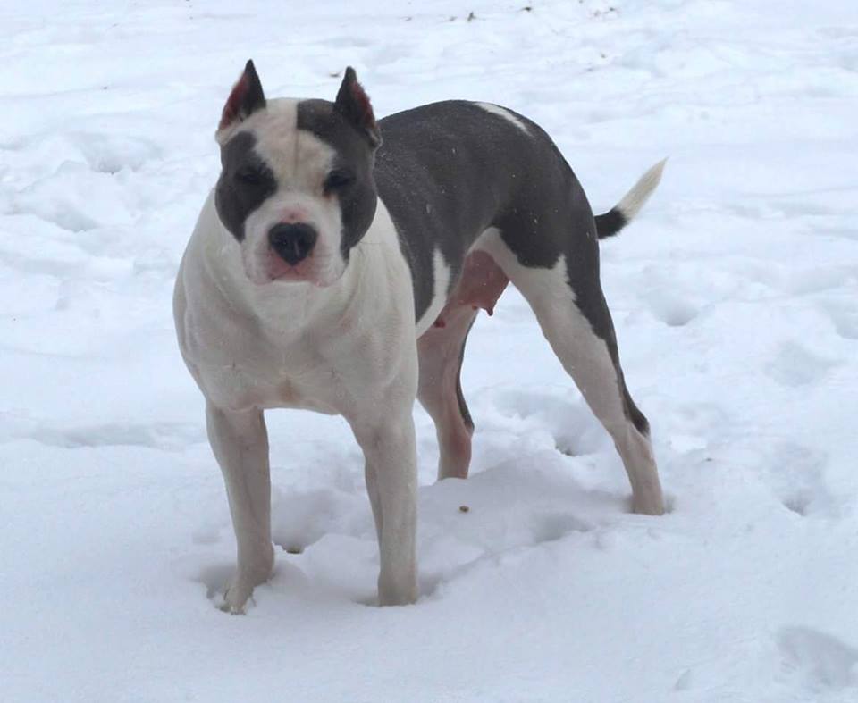 Dog Featured Image