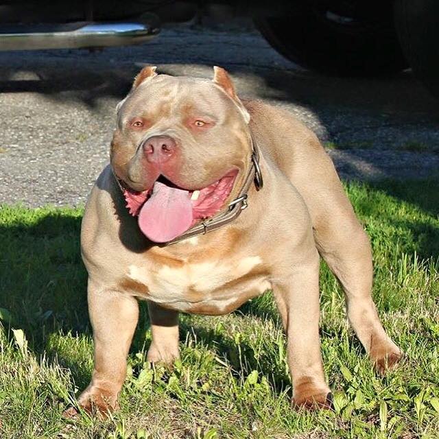 Dog Featured Image