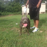 Dog Featured Image