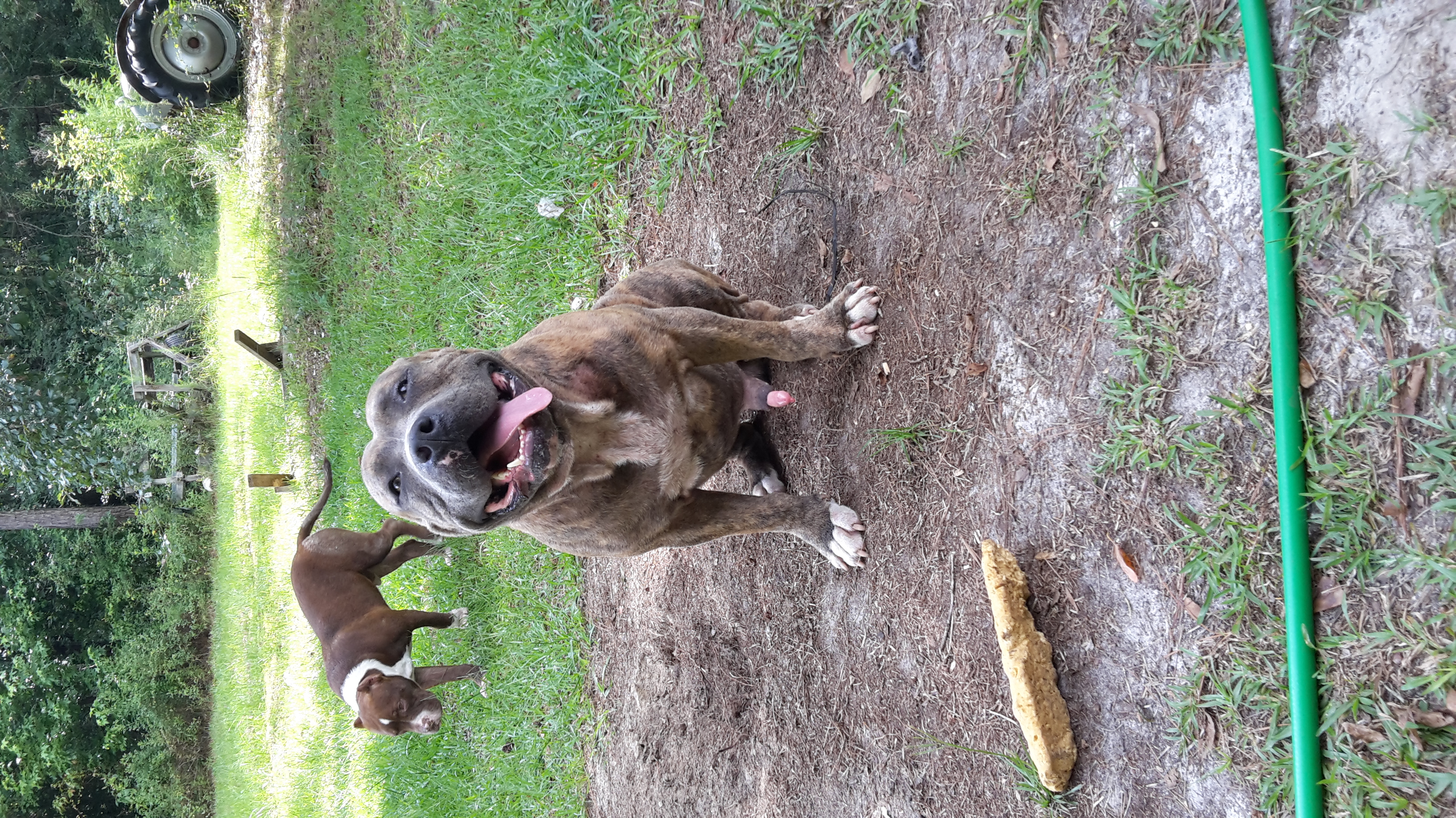Dog Featured Image