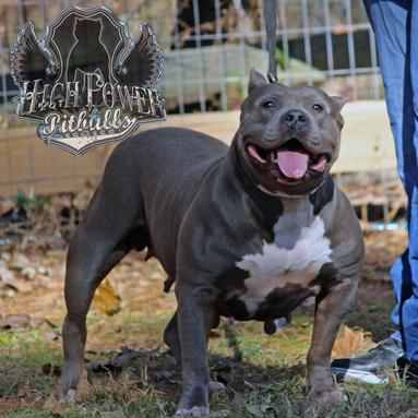 Dog Featured Image
