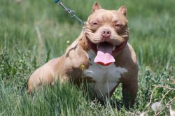 Dog Featured Image