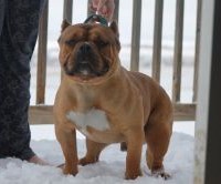 Dog Featured Image