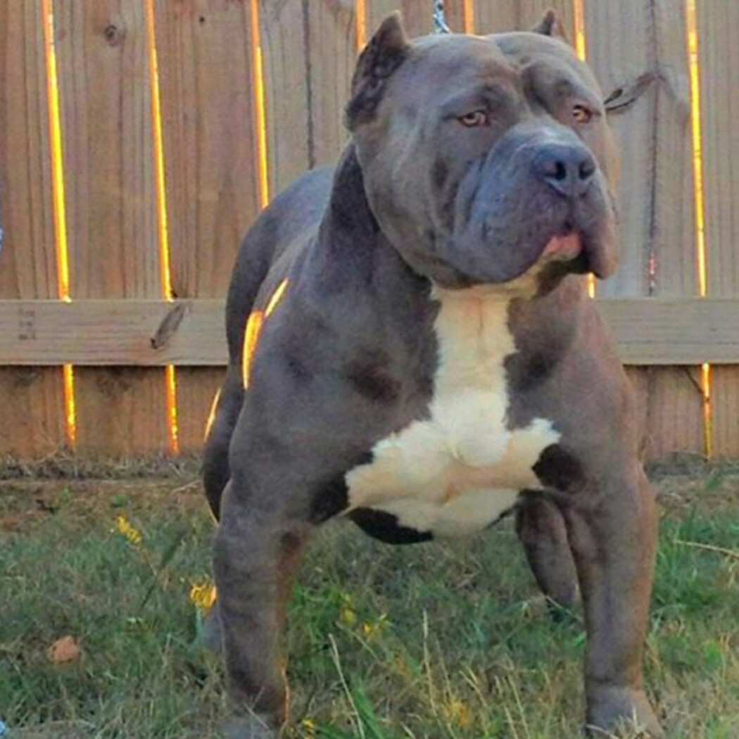 Dog Featured Image