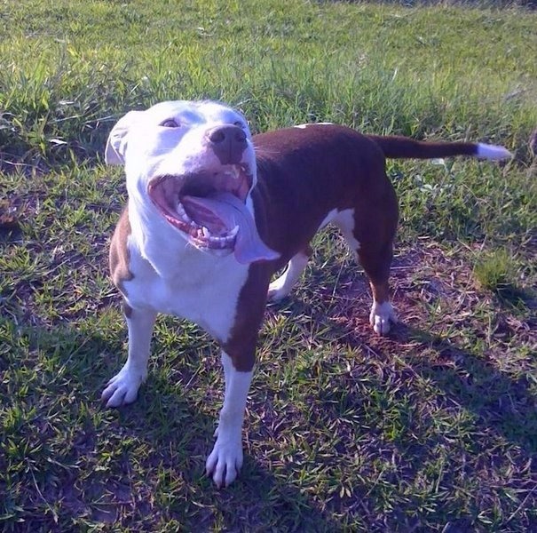 Dog Featured Image