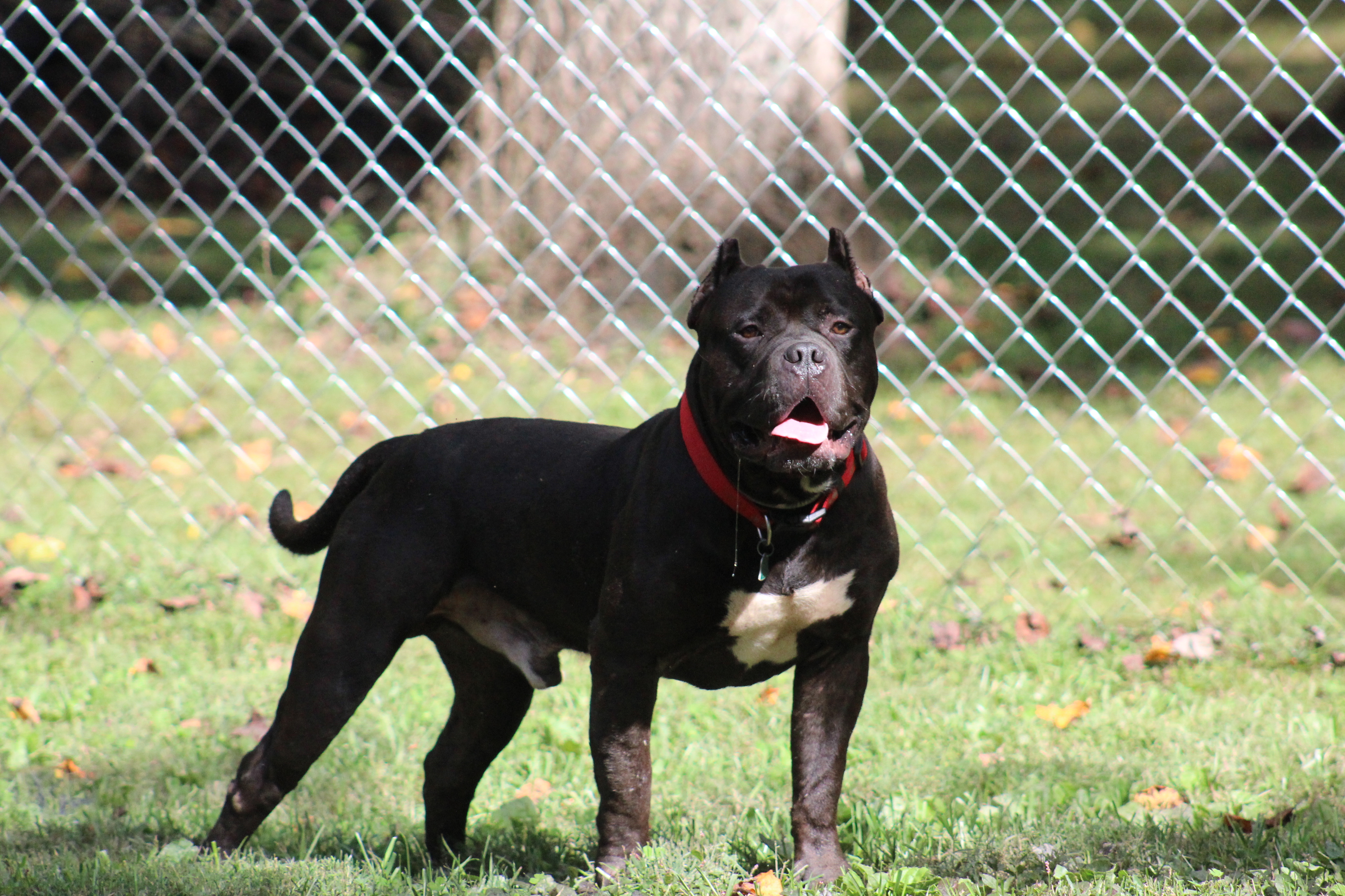 Dog Featured Image