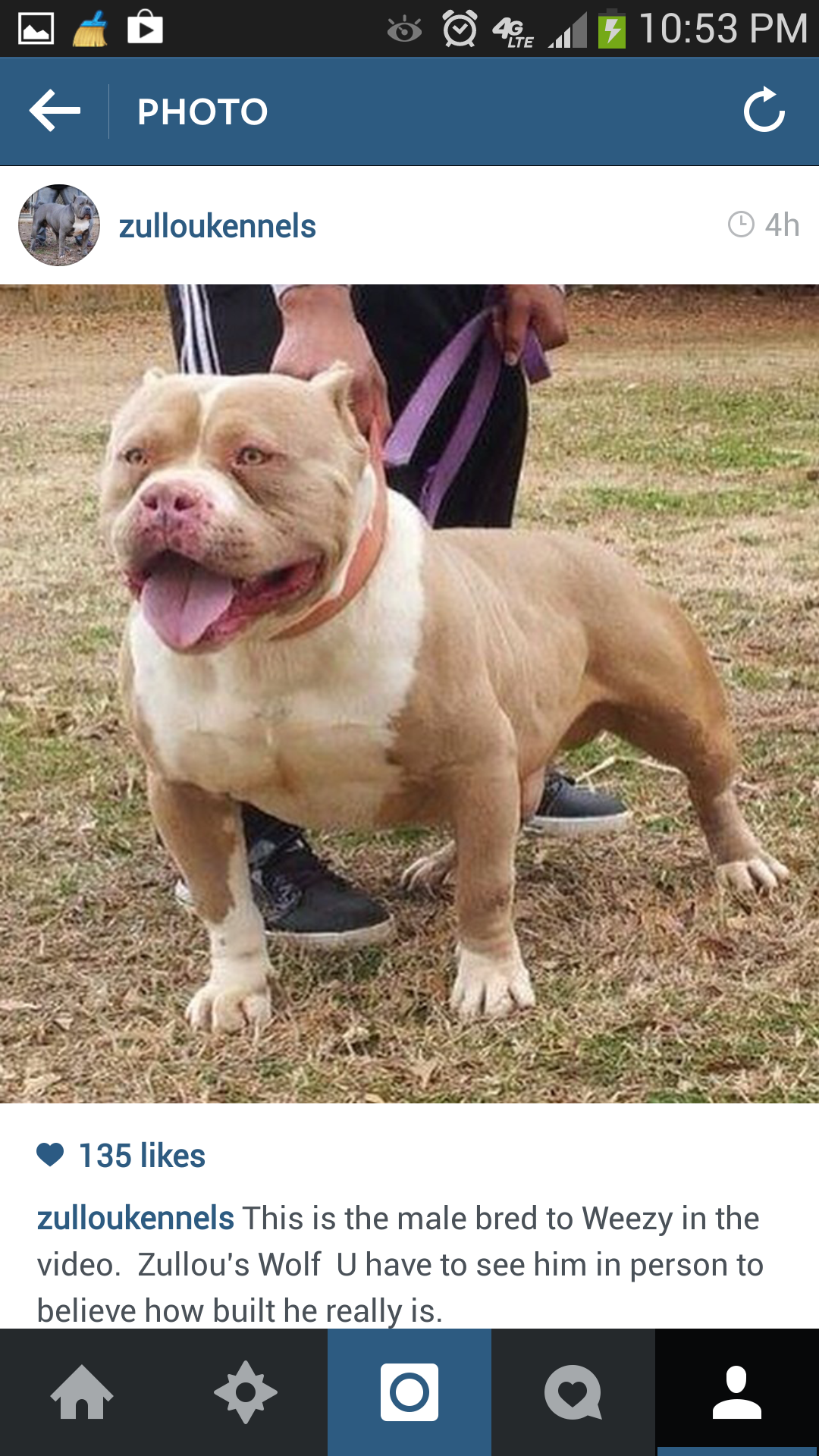 Dog Featured Image