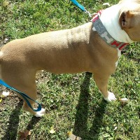 Dog Featured Image