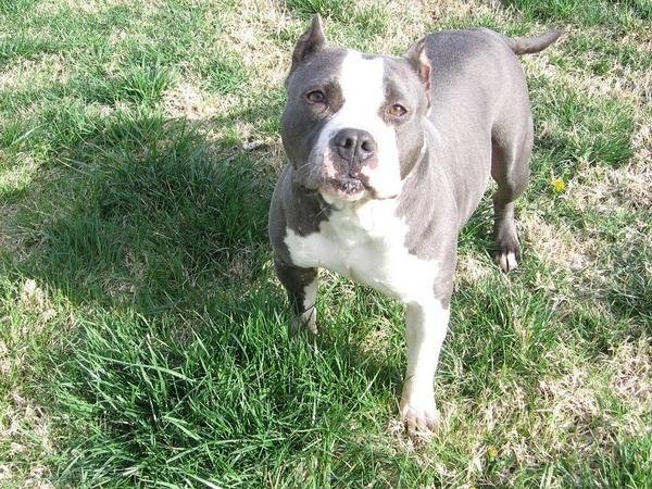 Dog Featured Image