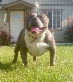 Dog Featured Image