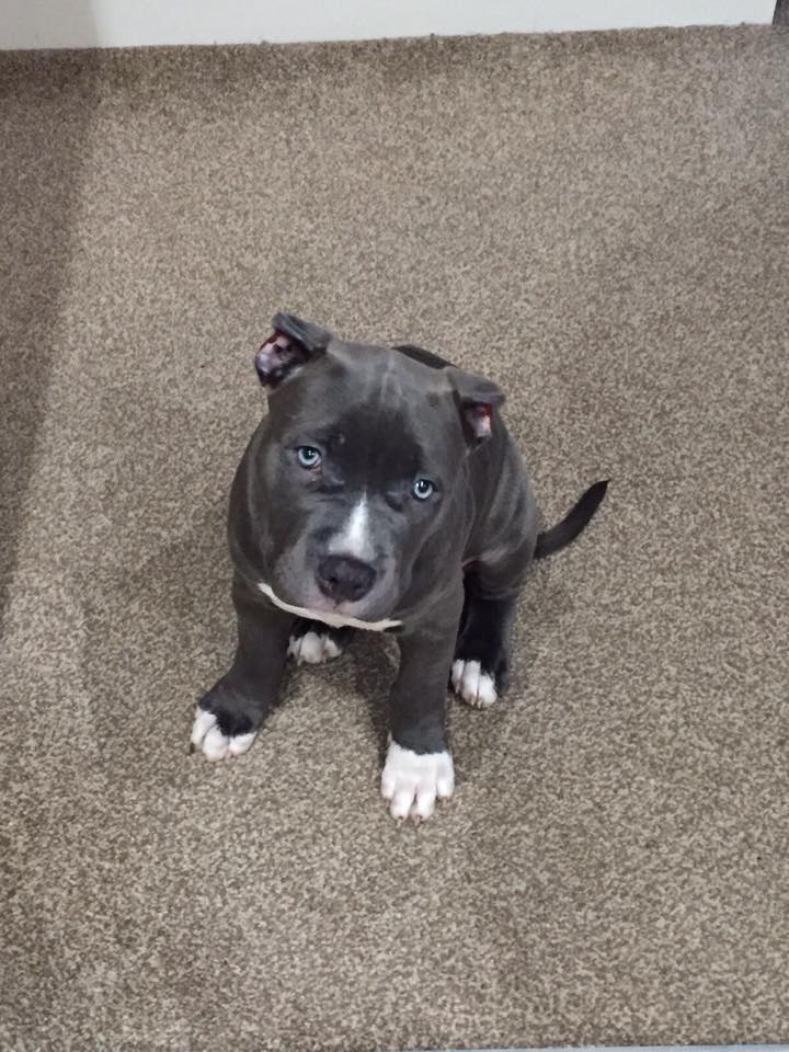 Dog Featured Image