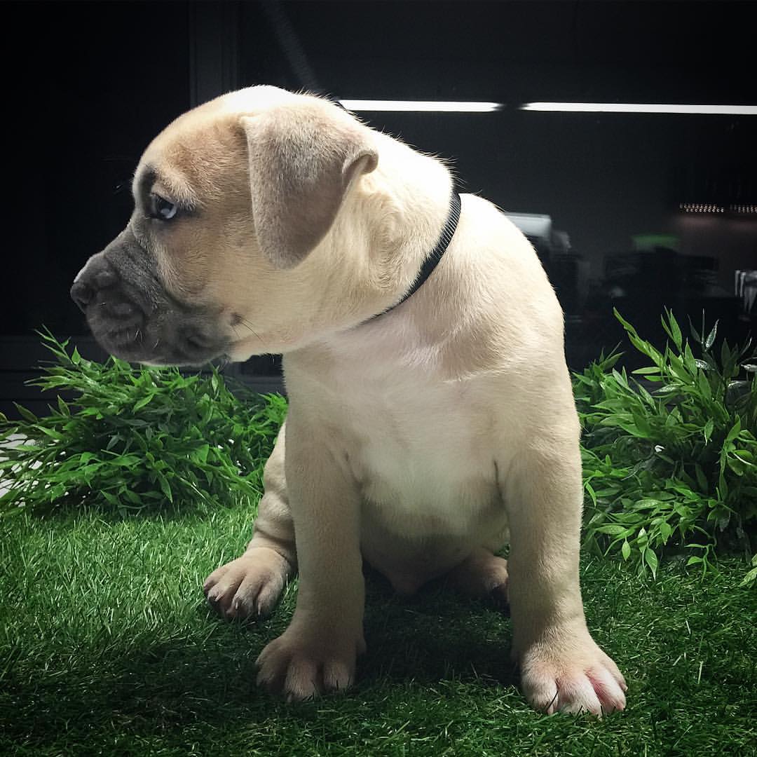 Dog Featured Image