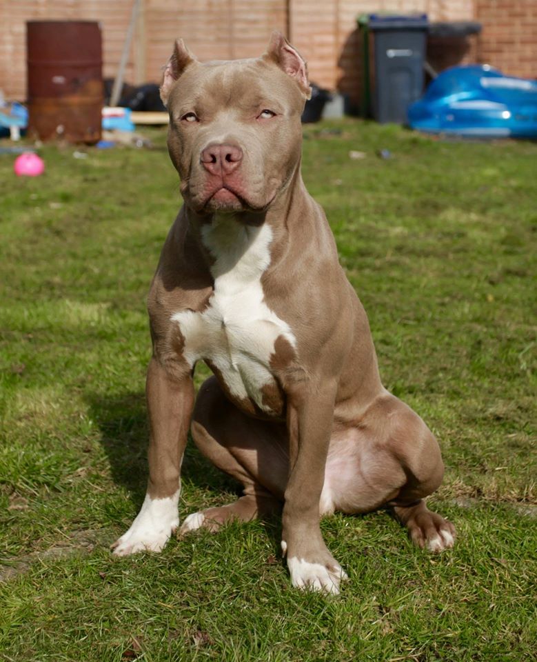 Dog Featured Image
