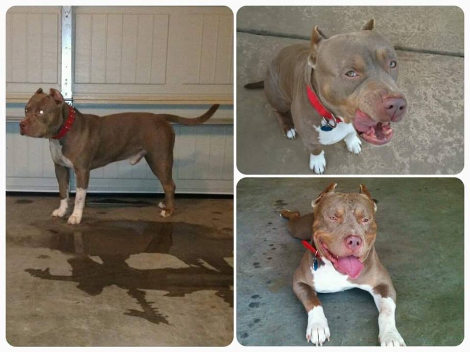 Dog Featured Image