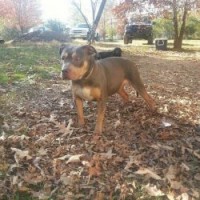 Dog Featured Image