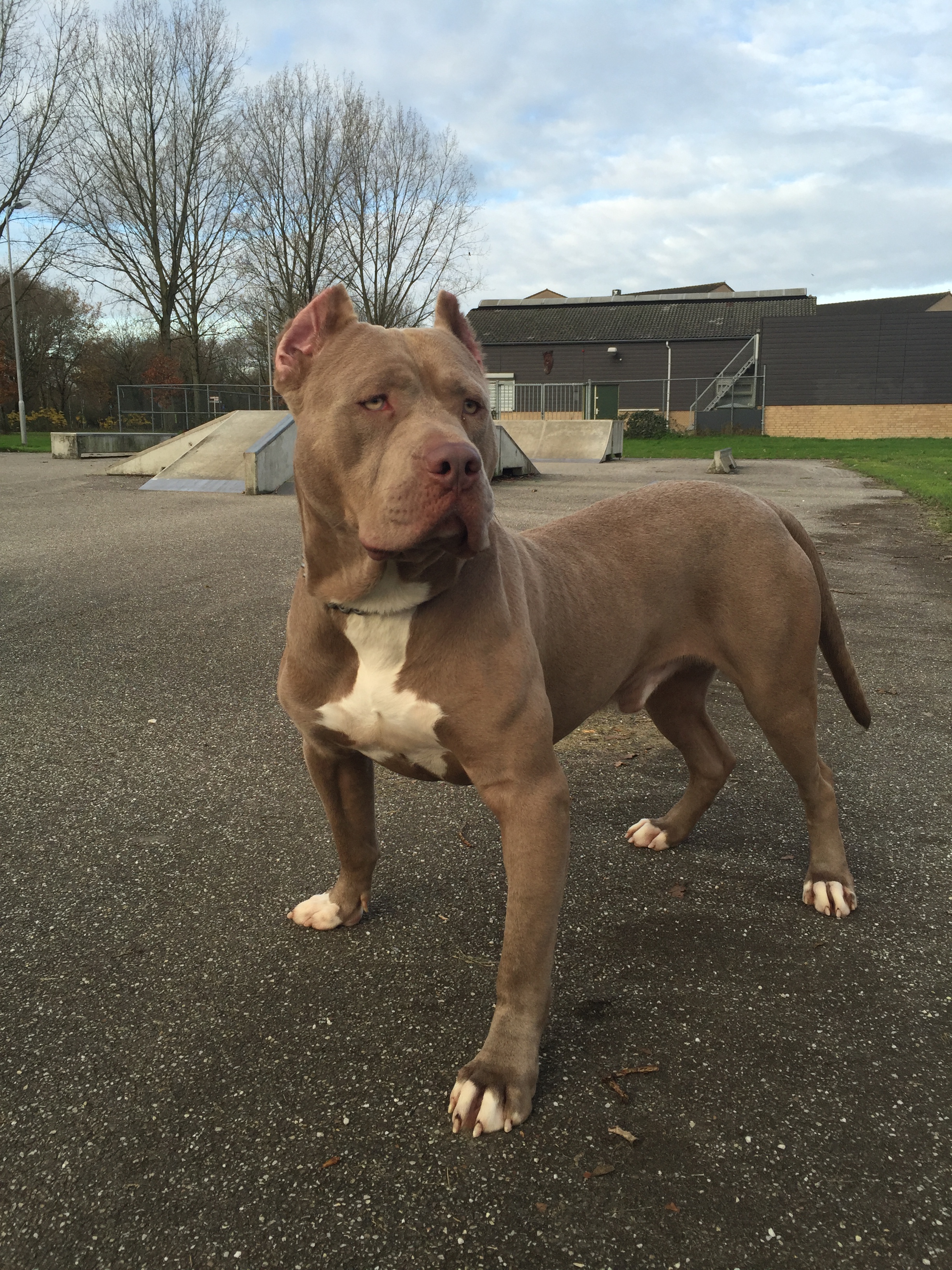 Dog Featured Image