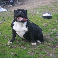 Dog Featured Image
