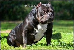 Dog Featured Image