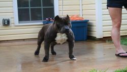 Dog Featured Image