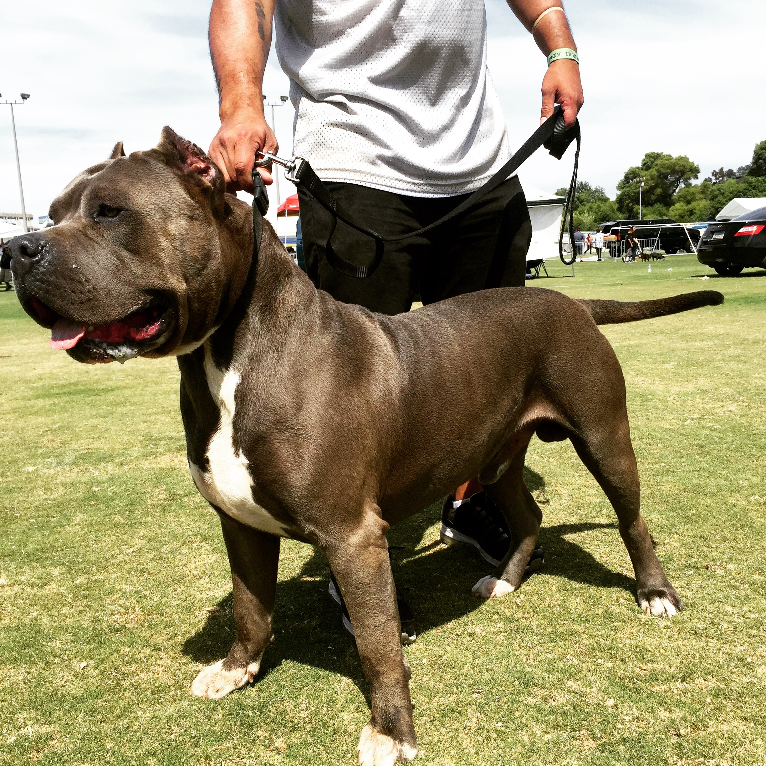 Dog Featured Image