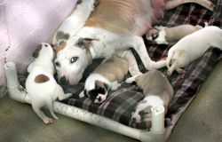 Dog Featured Image