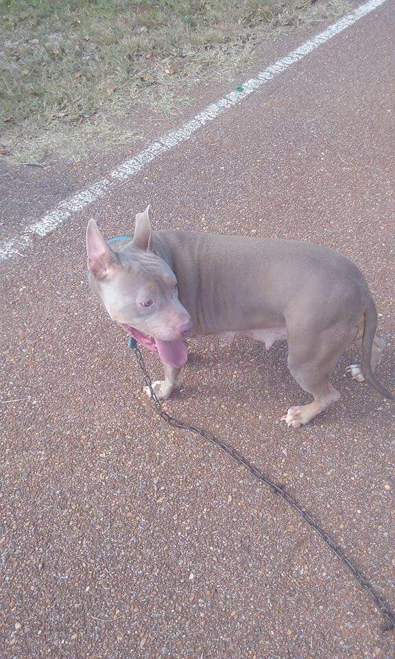 Dog Featured Image