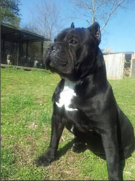 Dog Featured Image
