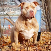 Dog Featured Image