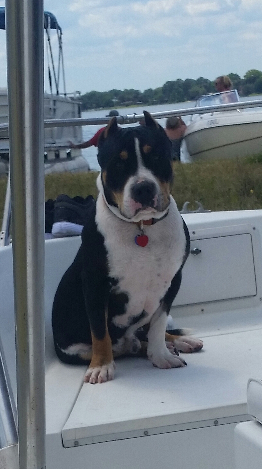 Dog Featured Image