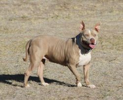 Dog Featured Image