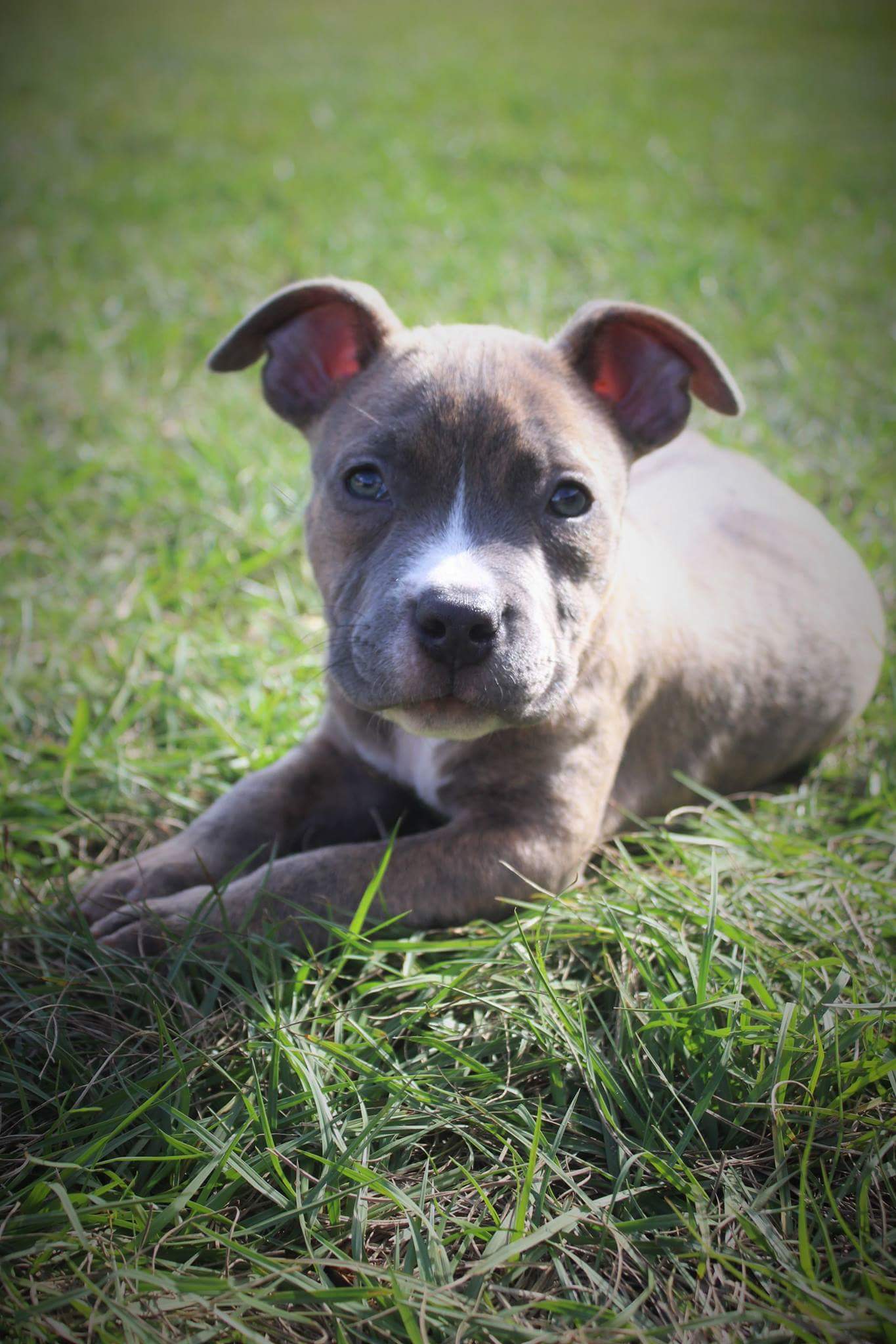 Dog Featured Image