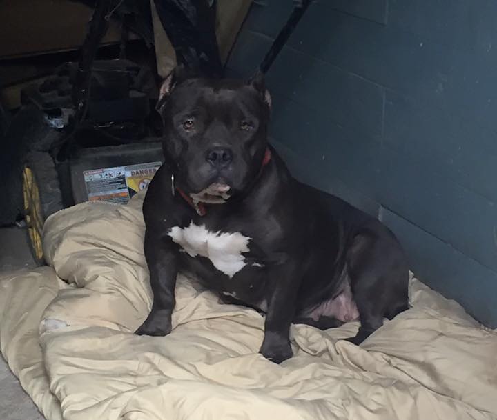 Dog Featured Image