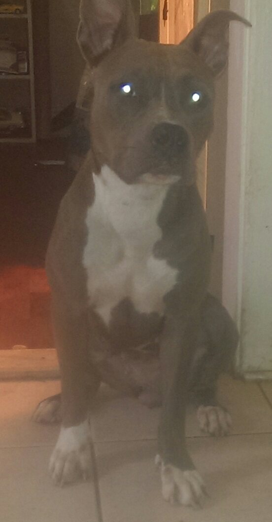 Dog Featured Image