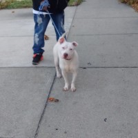 Dog Featured Image