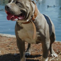 Dog Featured Image