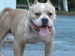 Dog Featured Image