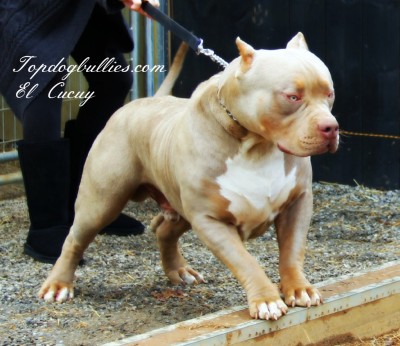 Dog Featured Image