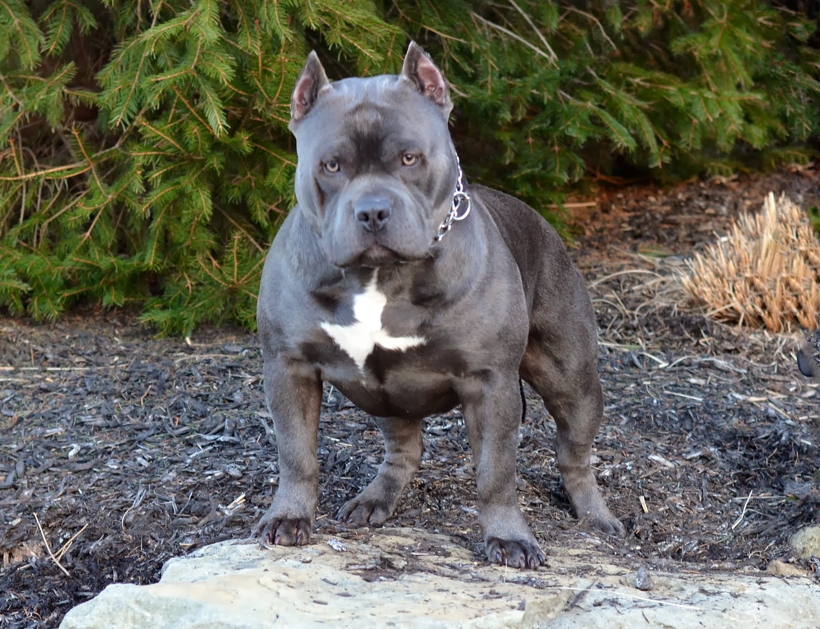 Dog Featured Image