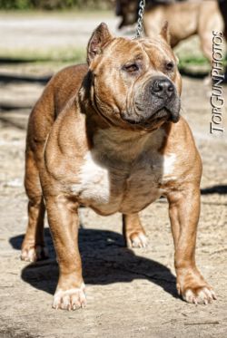 Dog Featured Image