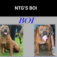 Dog Featured Image