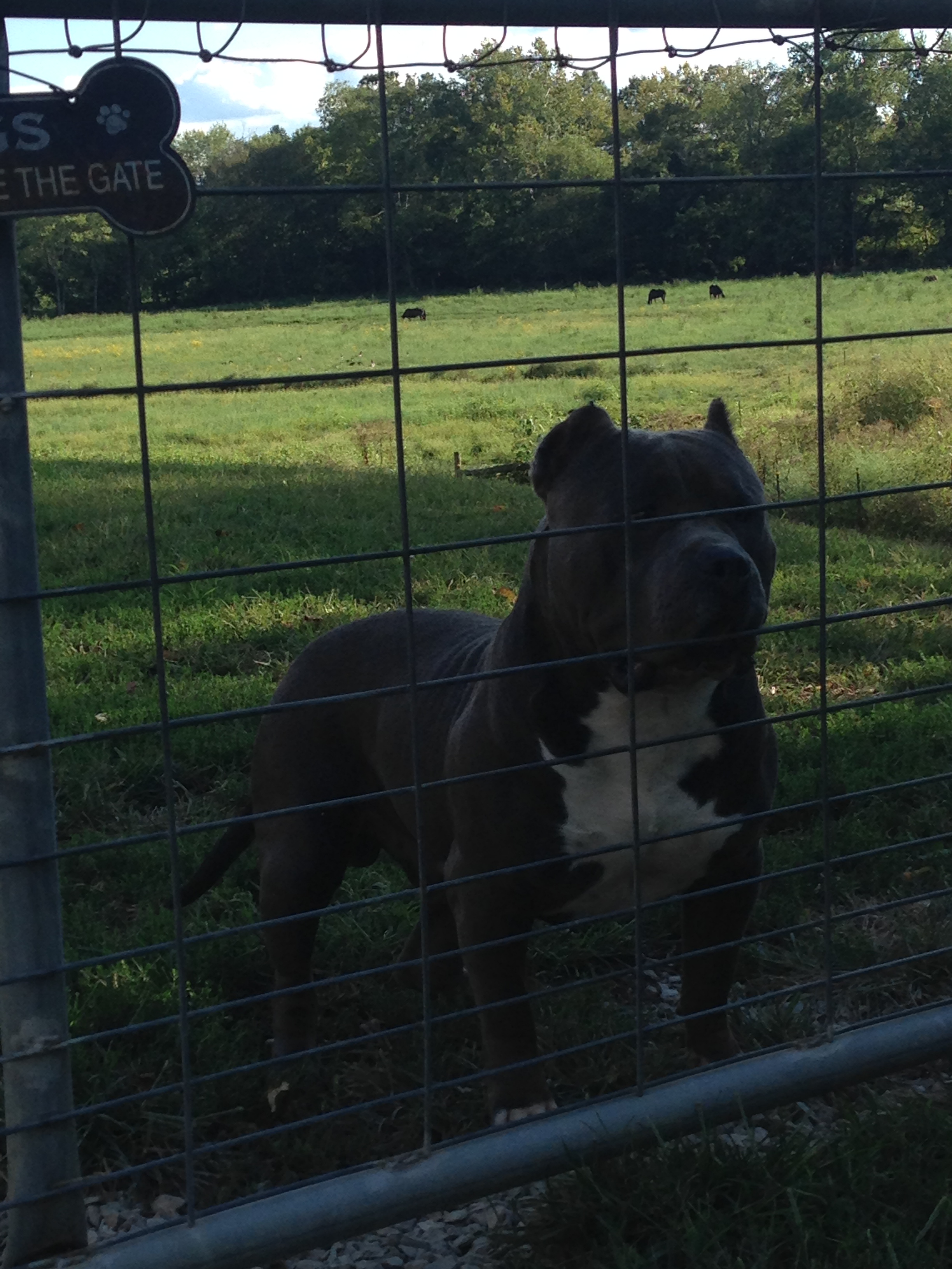 Dog Featured Image
